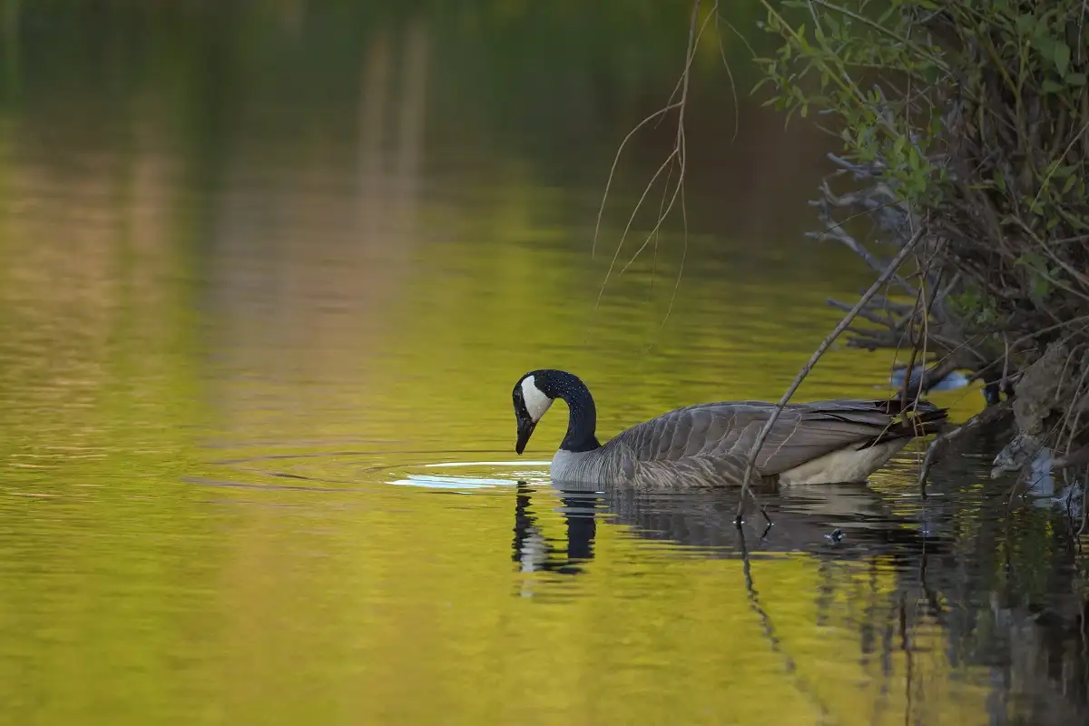 The Intriguing Keyword: “wallpaper:y1c5pjg5svg= duck”